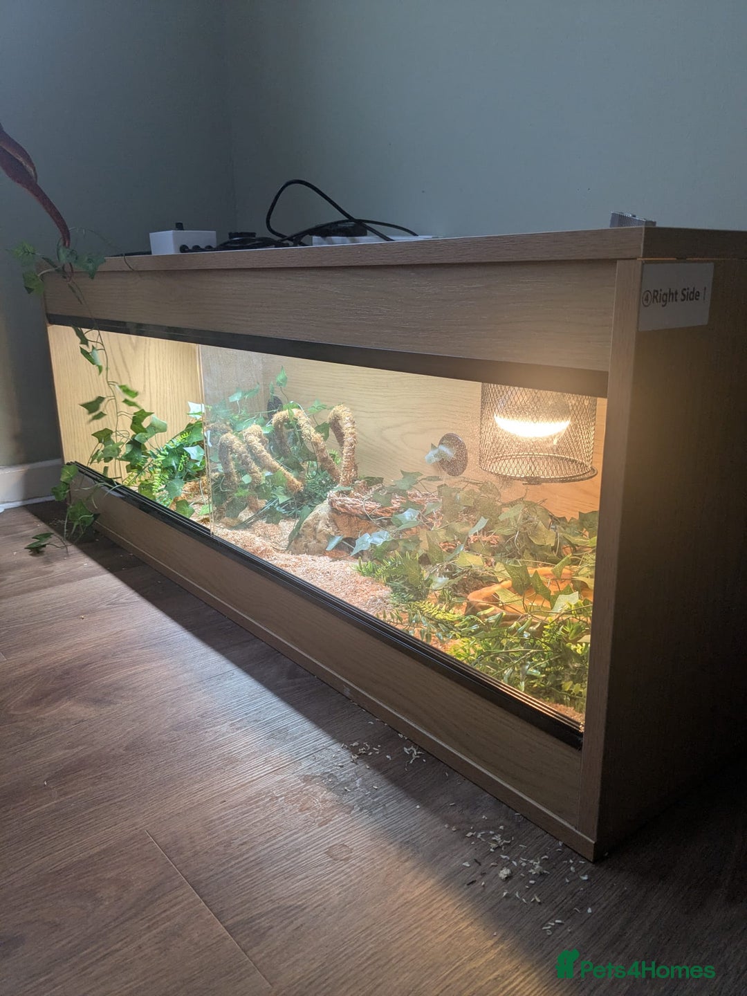 Corn Snake reptiles for sale: Corn Snake  - Advert 5