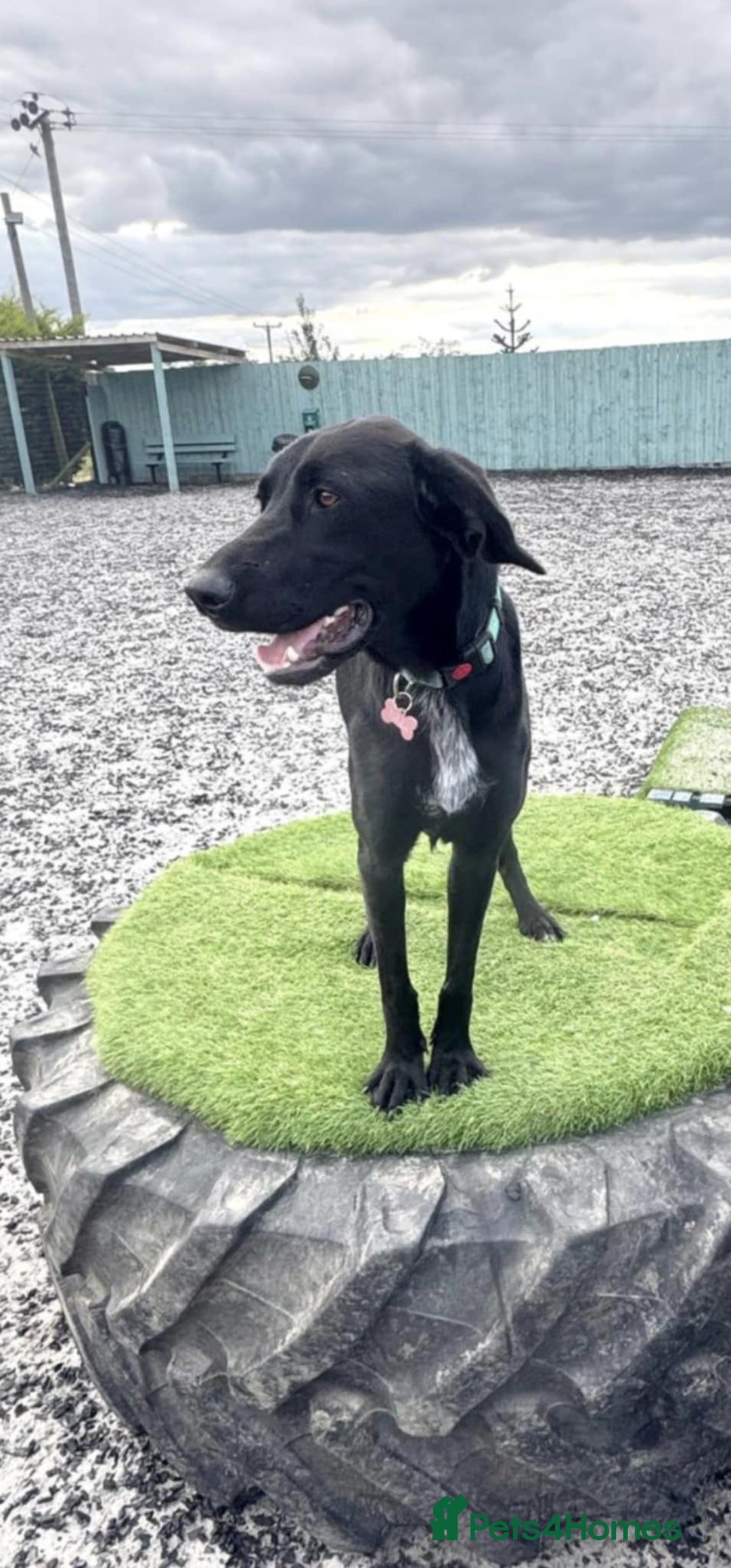 Mixed Breed dogs for adoption: Kyra is looking for a perfect home  - Image 5