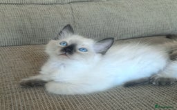Ragdoll cats for sale: Gorgeous ragdoll kittens - 1 girl left - Image 1