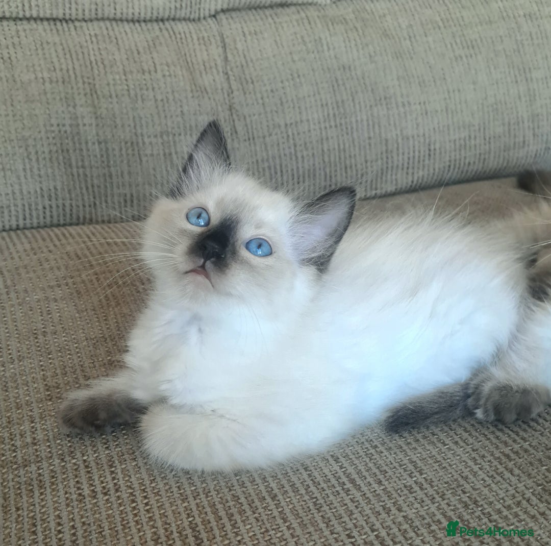 Ragdoll cats for sale: Gorgeous ragdoll kittens - 1 girl left - Image 1