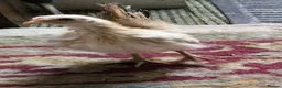 Chickens poultry for sale: Trio of Seramas  in Leicester - Advert 3