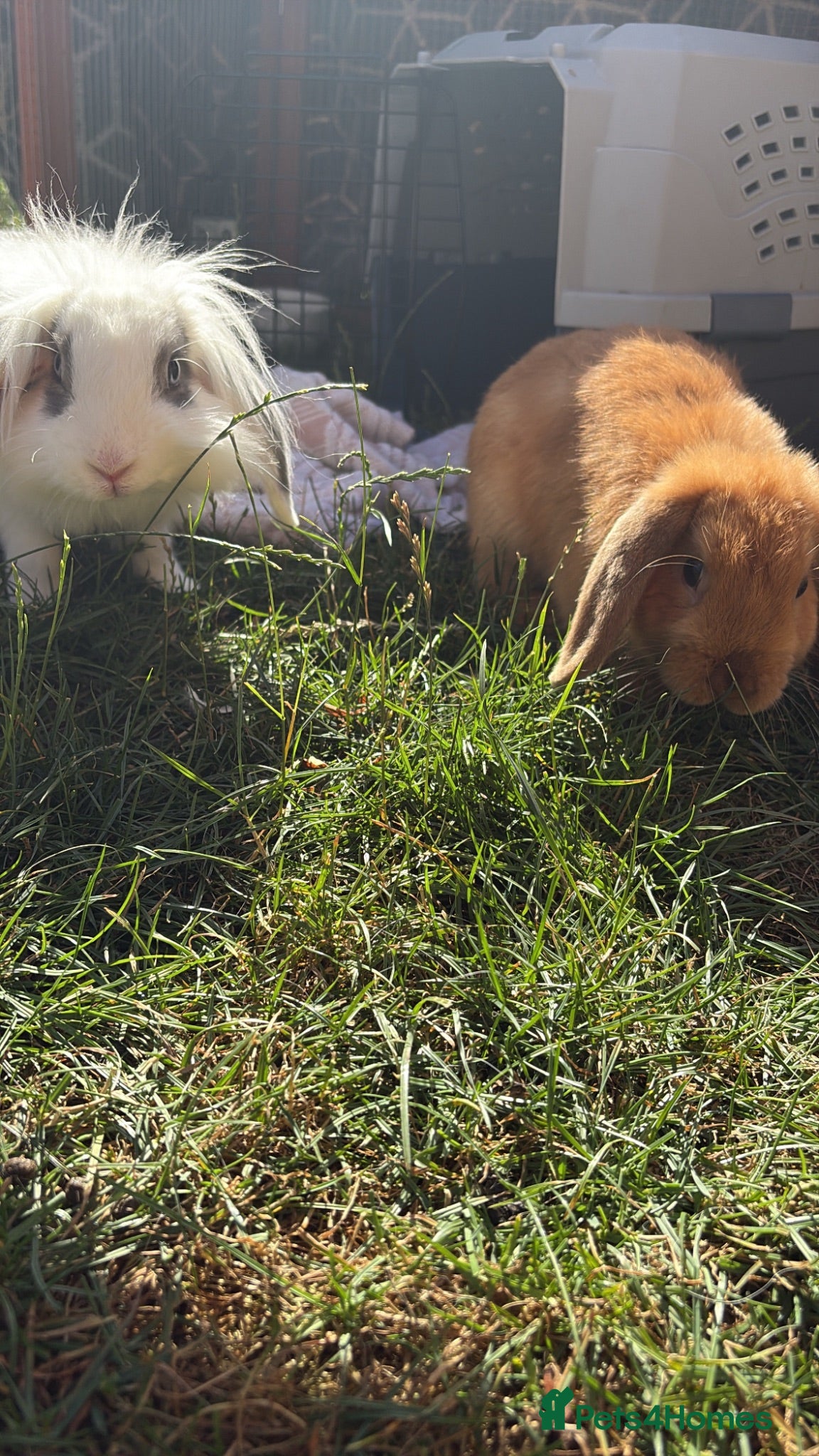 English Lop rabbits Two castrated rabbits for rehoming with hutch  - Advert 1
