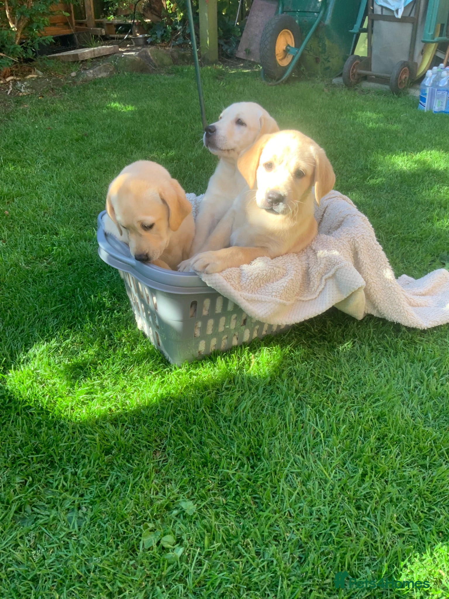 Labrador Retriever dogs KC Reg Yellow Labrador Puppies for sale  - Advert 2