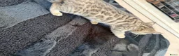 Bengal cats for sale: Beautiful x bengals ready to be rehomed - Advert 30