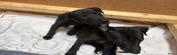 Whippet dogs for sale: Stunning KC whippet girl puppy  - Advert 6