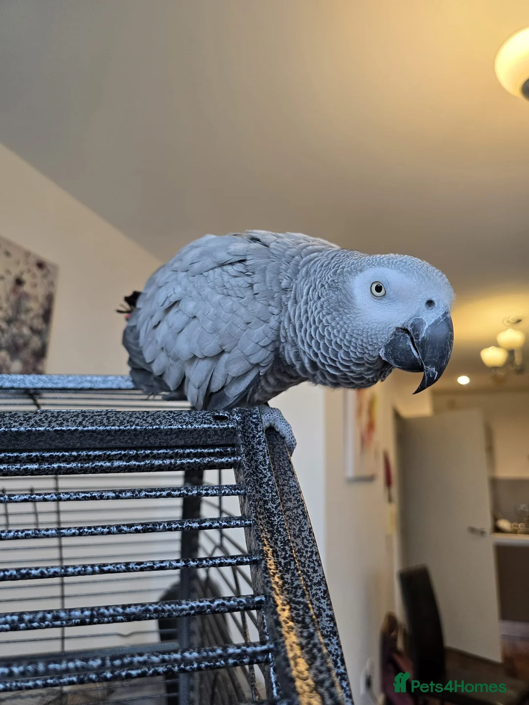 Parrots birds for sale: Beautiful African Grey Parrot – Star - Advert 3