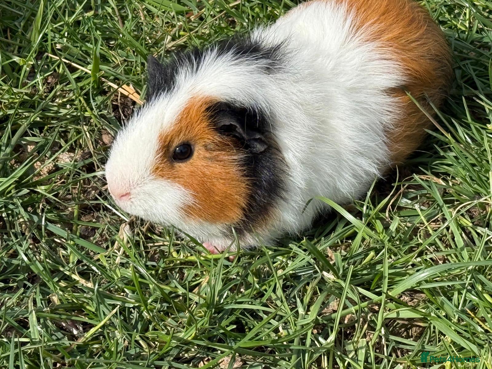 Guinea Pig rodents Guinea pig  - Advert 2