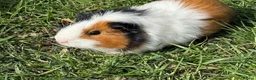 Guinea Pig rodents for sale: Guinea pig  - Advert 1