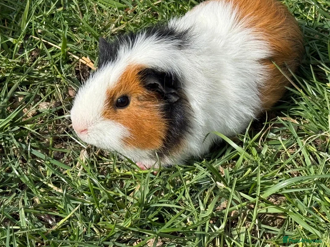 Guinea Pig rodents for sale: Guinea pig  - Advert 1