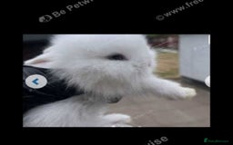 Lionhead rabbits for sale: Beautiful Lionhead babies  - Advert 2