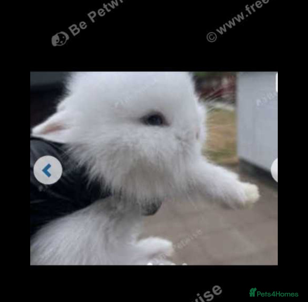 Lionhead rabbits for sale: Beautiful Lionhead babies  - Advert 2