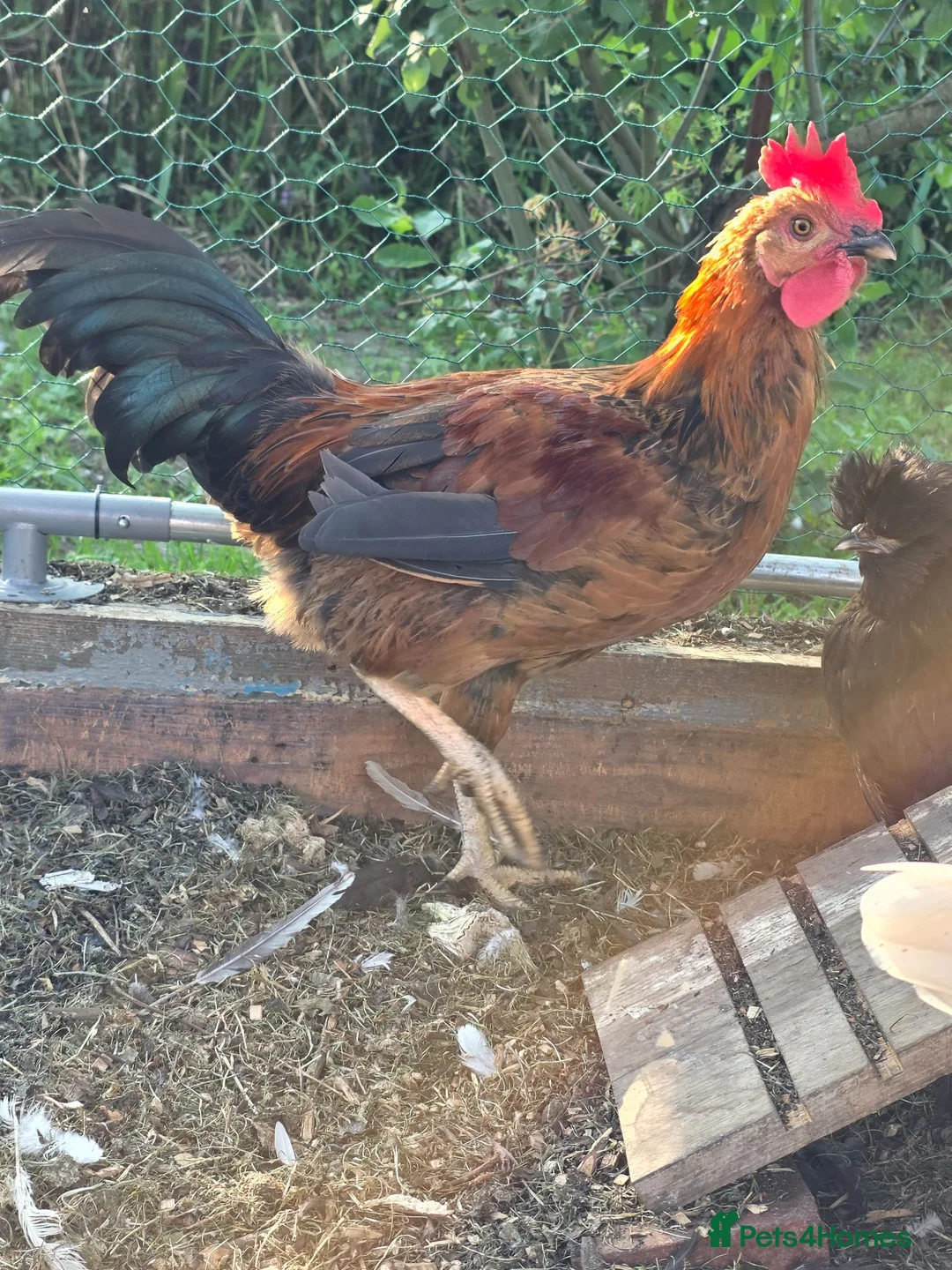 Chickens poultry for sale: Cockerells  - Advert 5