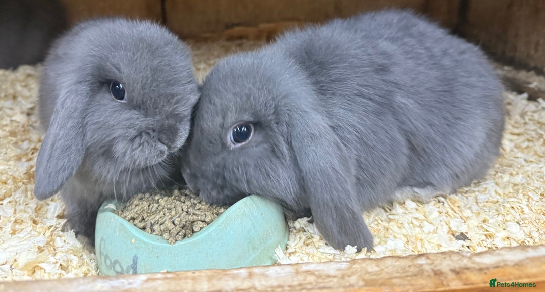Mini Lop rabbits for sale: Stunning babies various ages vaccinated  - Advert 32
