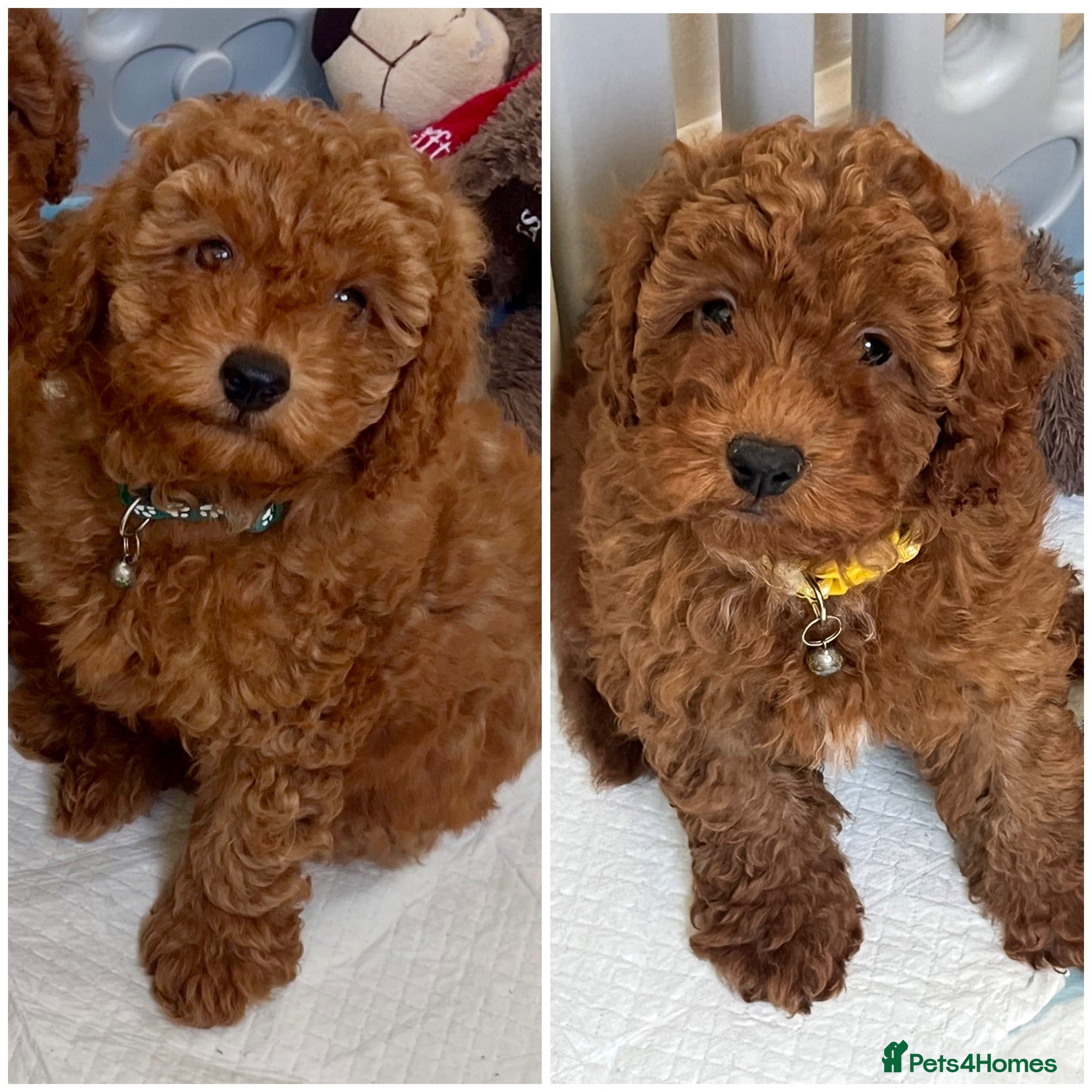 Cavapoo dogs Outstanding quality, F1b super dark red Cavapoo’s  - Advert 1