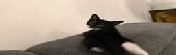 Mixed Breed cats for sale: 4 Adorable Playful Kittens Ready to Go 🐱❤️ in Thornton Heath - Advert 12