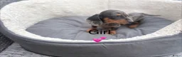 Miniature Dachshund dogs for sale: Beautiful dachshund babies  in Stafford - Advert 8
