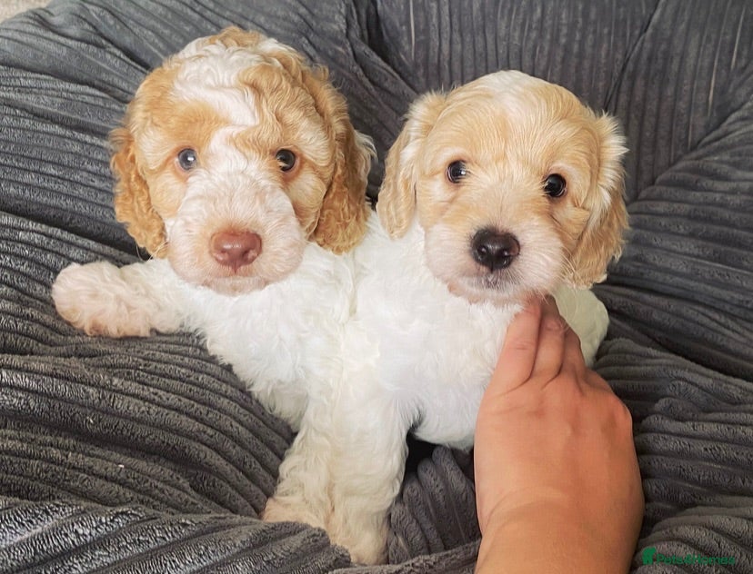 Cockapoo dogs 🐶Cockapoos with DNA health tested parents    - Advert 9