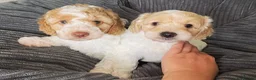 Cockapoo dogs for sale: READY - 1 BOY left 🐶Cockapoos🐶 parents tested  - Advert 8