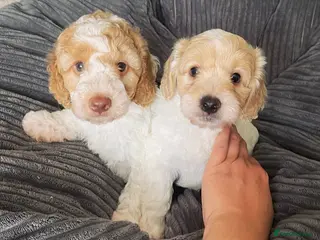 Cockapoo dogs 🐶Cockapoos with DNA health tested parents - Advert 9