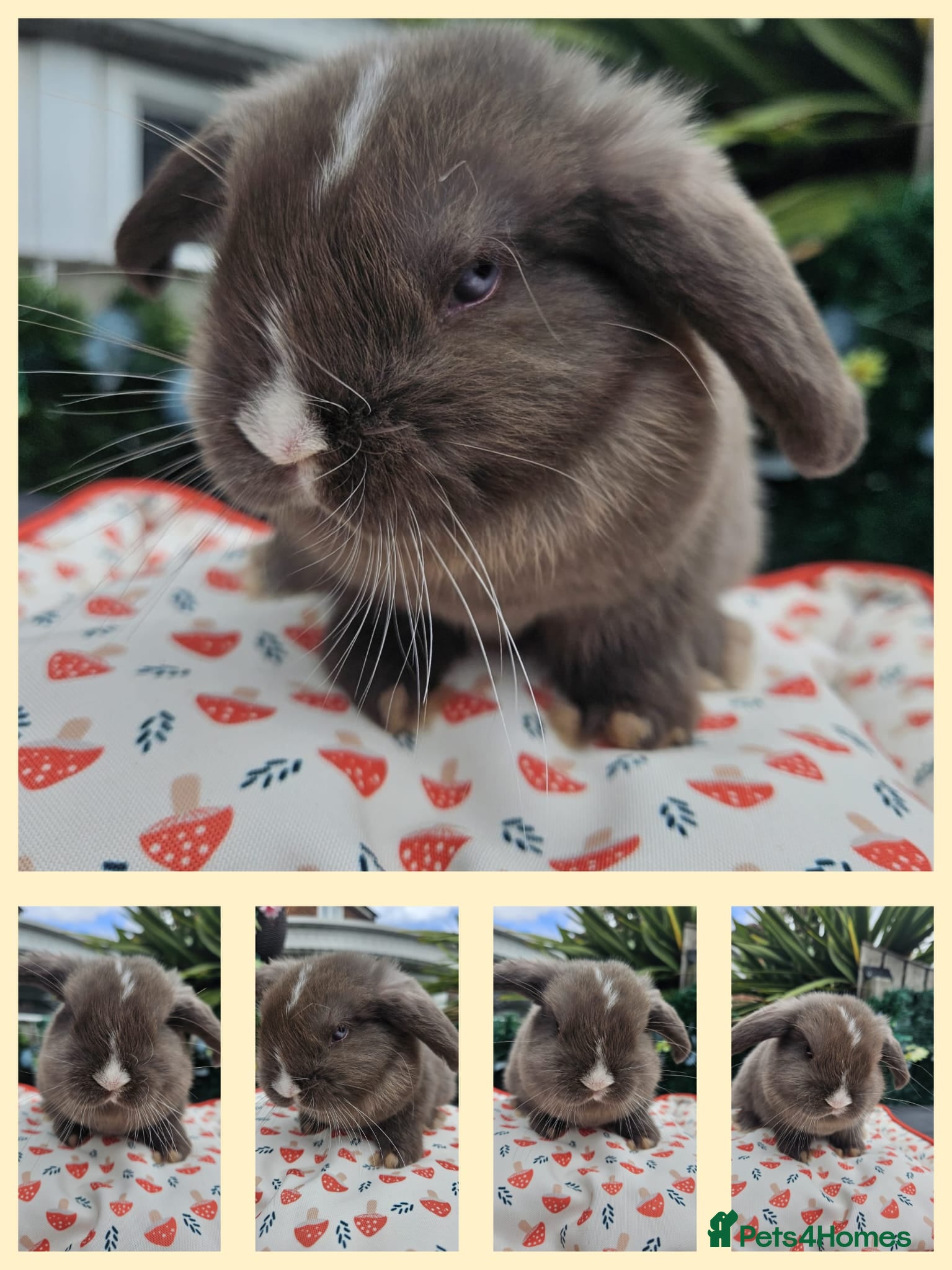 Mini Lop rabbits Chocolate vm mini lop - Advert 1