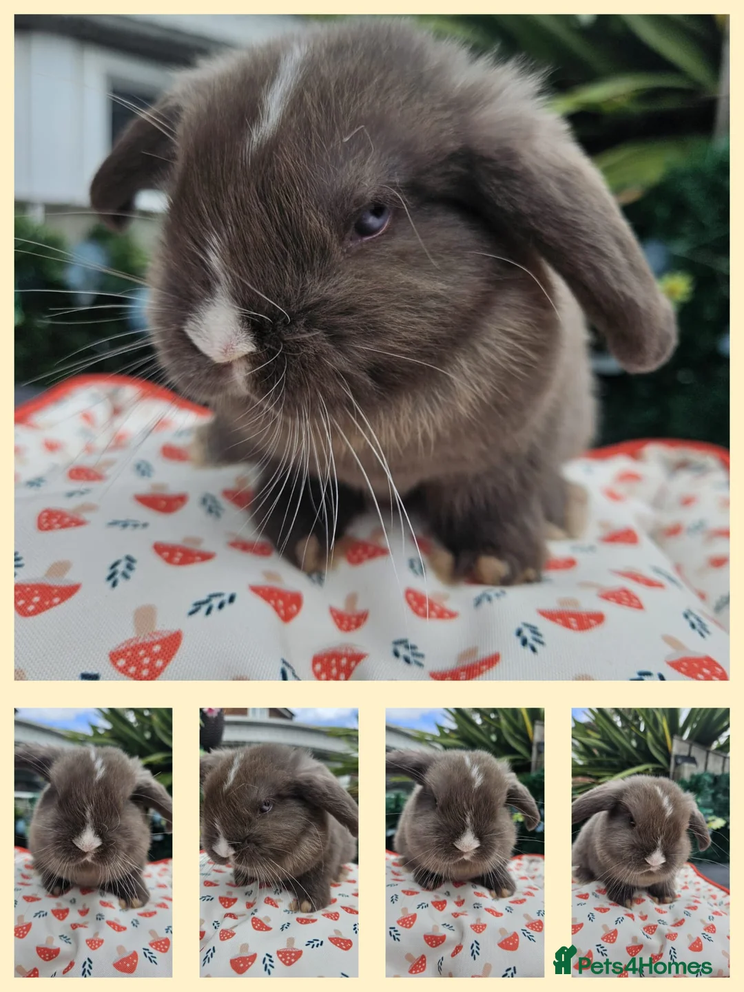 Mini Lop rabbits for sale: Chocolate vm mini lop - Advert 1