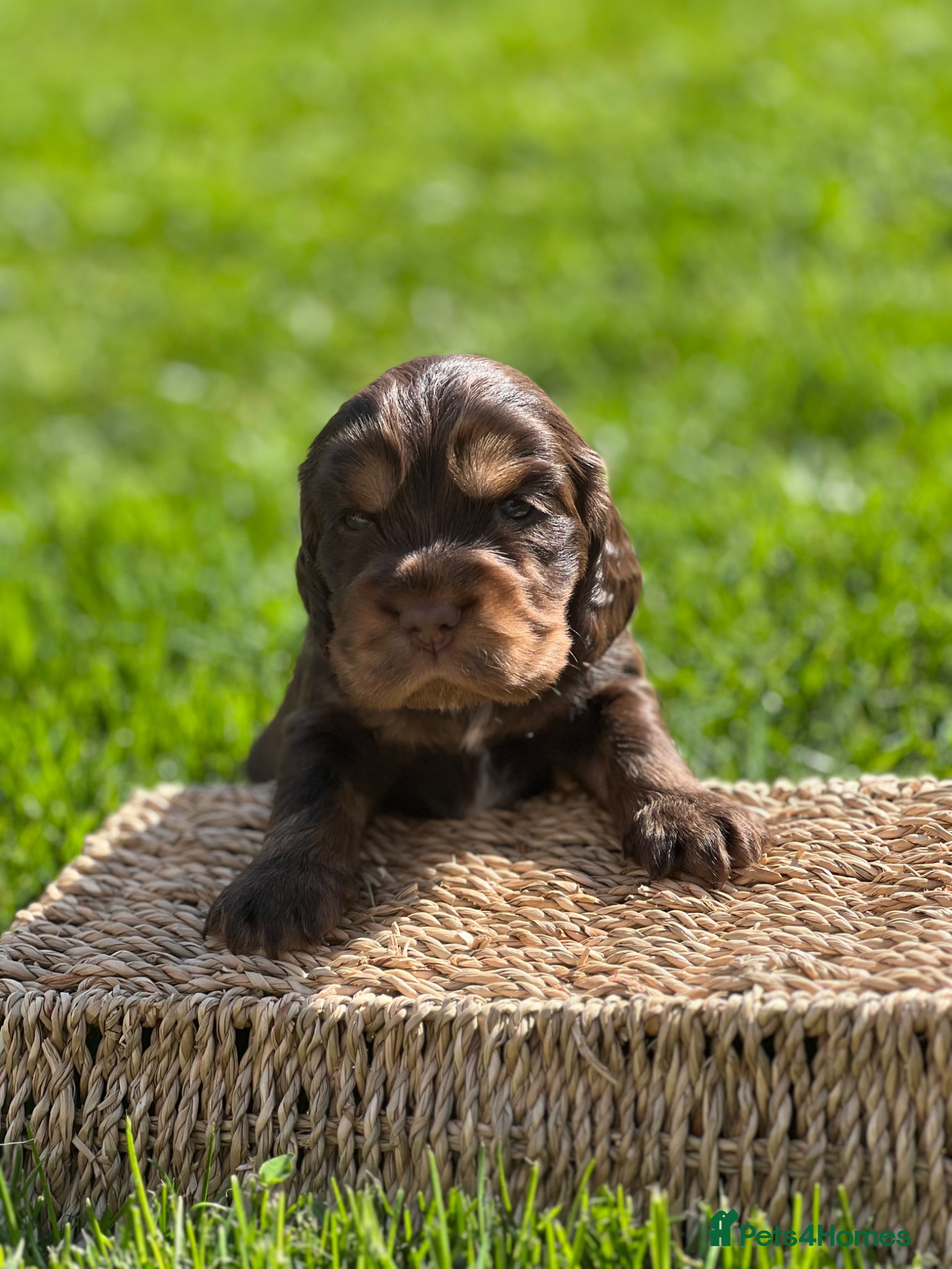 Cocker Spaniel dogs KC Registered Show-Type Cocker Spaniel Puppies - Advert 21