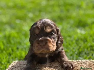 Cocker Spaniel dogs KC Registered Show-Type Cocker Spaniel Puppies - Advert 21