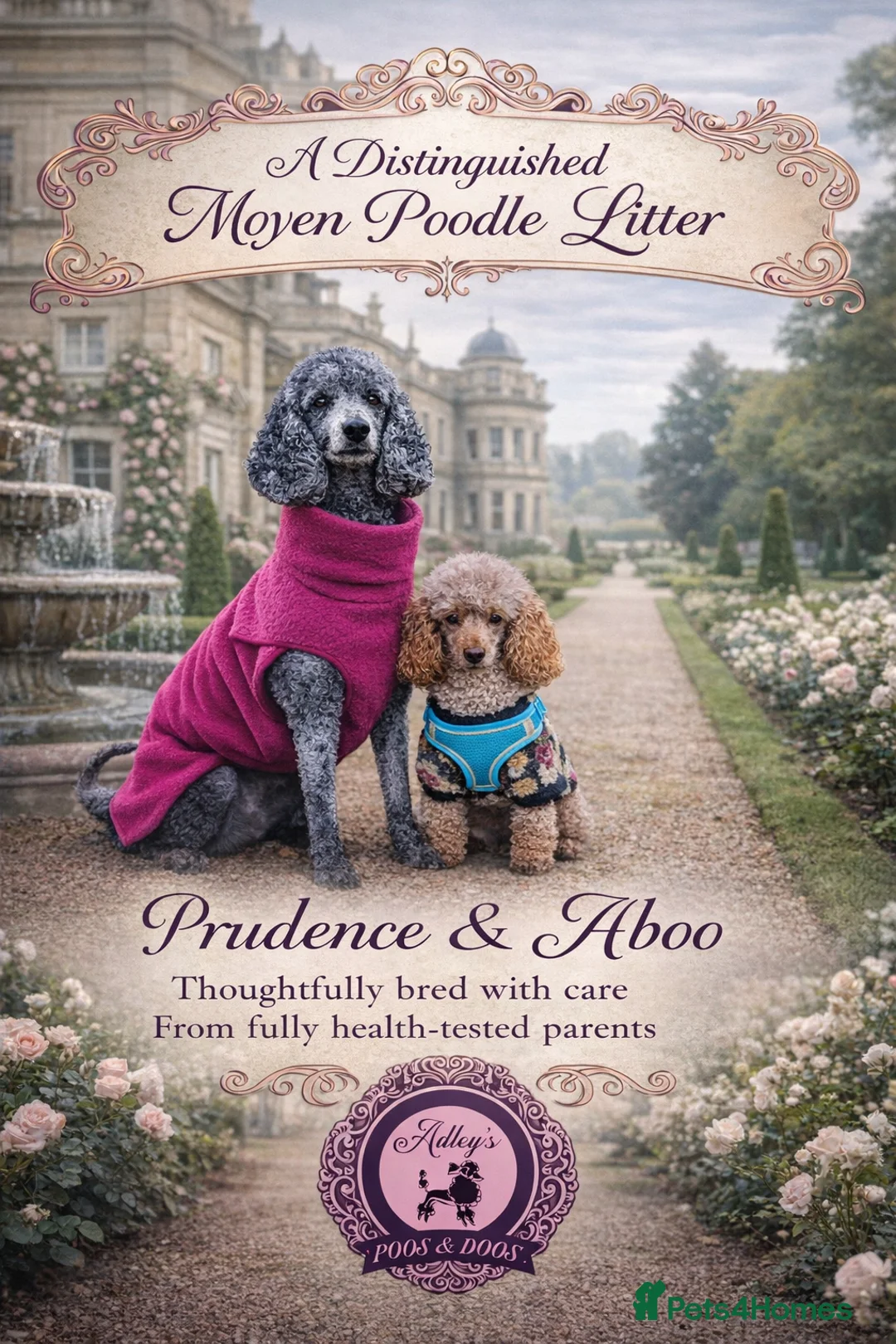 Poodle dogs for sale: Exceptional litter of Moyen Poodles  - Advert 6