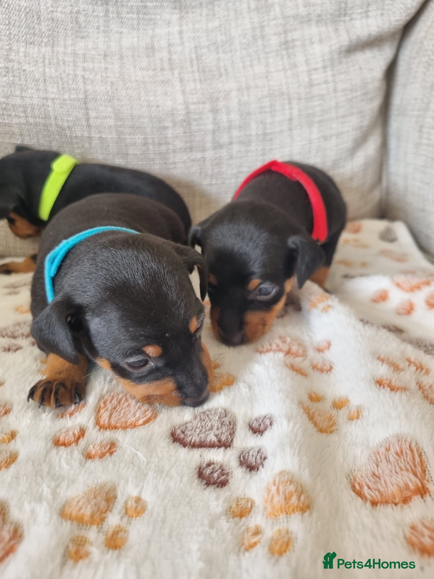 Miniature Pinscher dogs Three beautiful mini-pin pups  - Advert 6