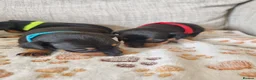 Miniature Pinscher dogs for sale: Three beautiful mini-pin pups  in Morecambe - Advert 2
