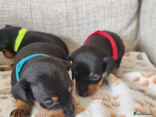 Miniature Pinscher dogs Three beautiful mini-pin pups - Advert 1
