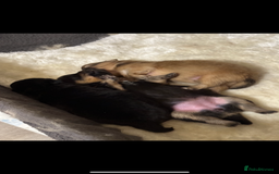 Pomeranian dogs for stud: For stud  in Billingham - Image 6