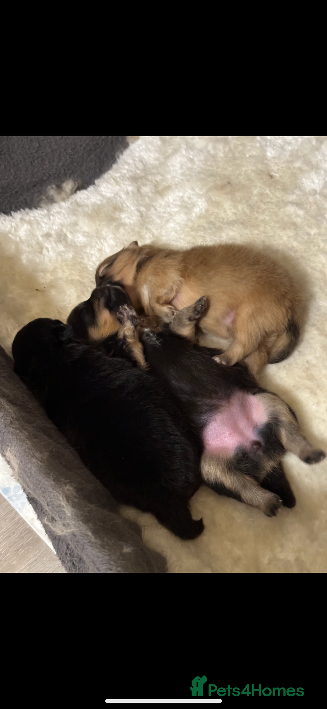 Pomeranian dogs for stud: For stud  in Billingham - Image 6