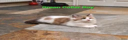 Ragdoll cats for sale: Beautiful GCCF Registered Ragdoll Kittens. - Advert 12