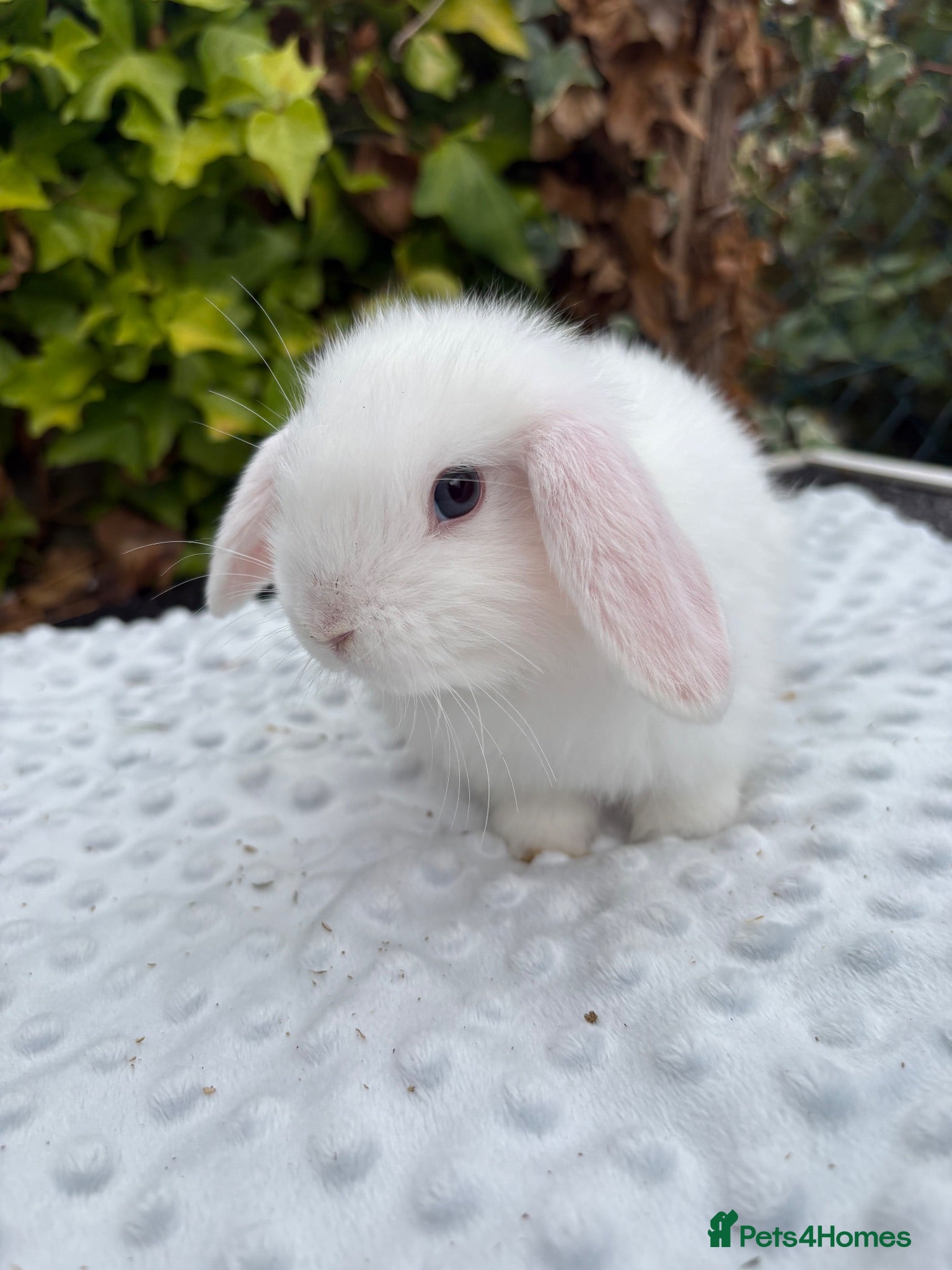 Mixed Breed rabbits Mini lops cross lion head rabbits  - Advert 1