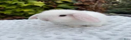 Mixed Breed rabbits for sale: Mini lops cross lion head rabbits  - Advert 1
