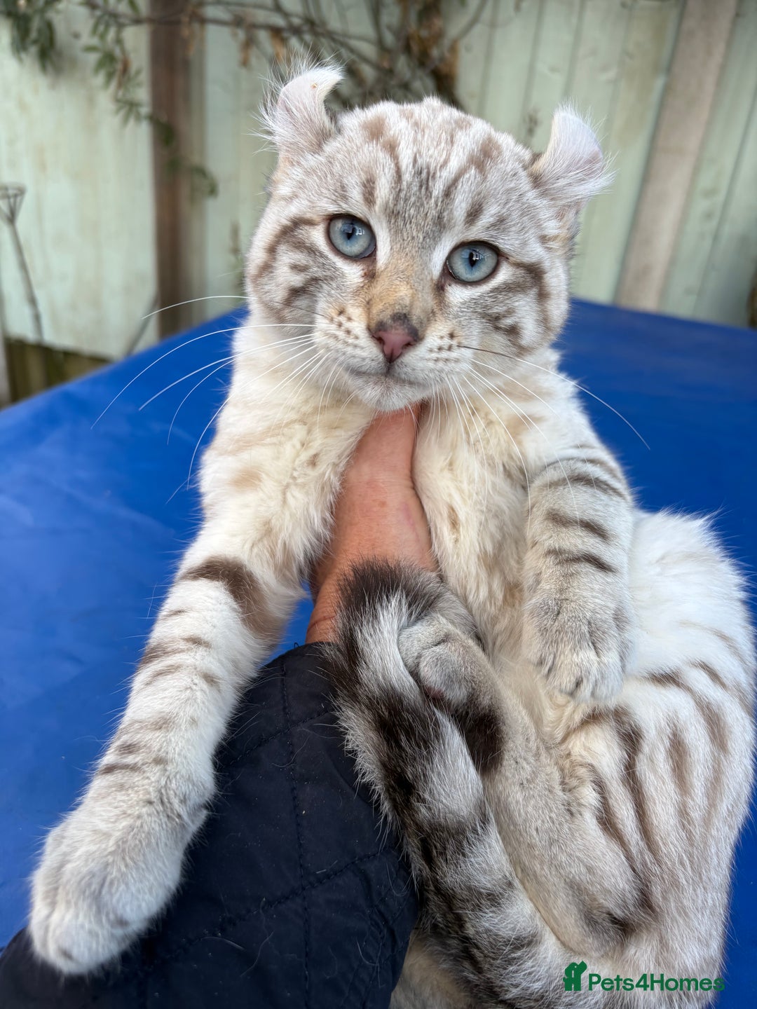 Savannah cats for sale: Superb snow leopard male  - Advert 12