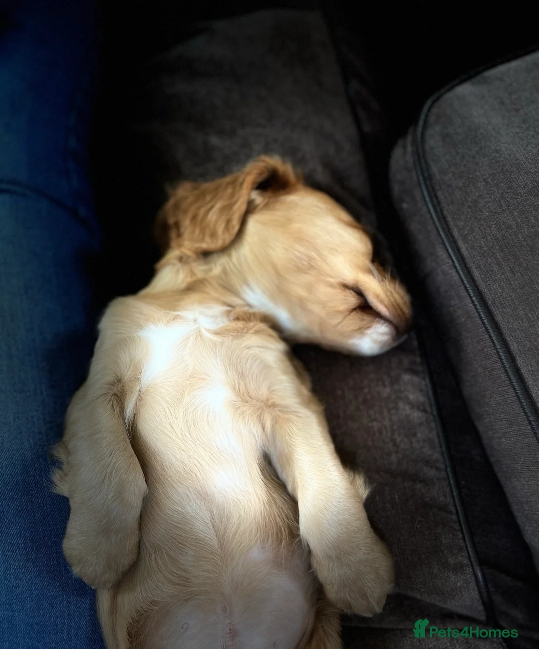 Cocker Spaniel dogs for stud: 😍KC Reg Dark Red Dog at Stud😍 in Malmesbury - Advert 10