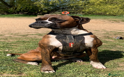 Boxer dogs for sale: Both parents are Heartscored 0 and DM clear KC reg - Image 4