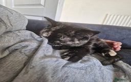 Selkirk Rex cats for sale: Pedigree Selkirk rex  kittens ready now  in Burnham-on-Sea - Image 14
