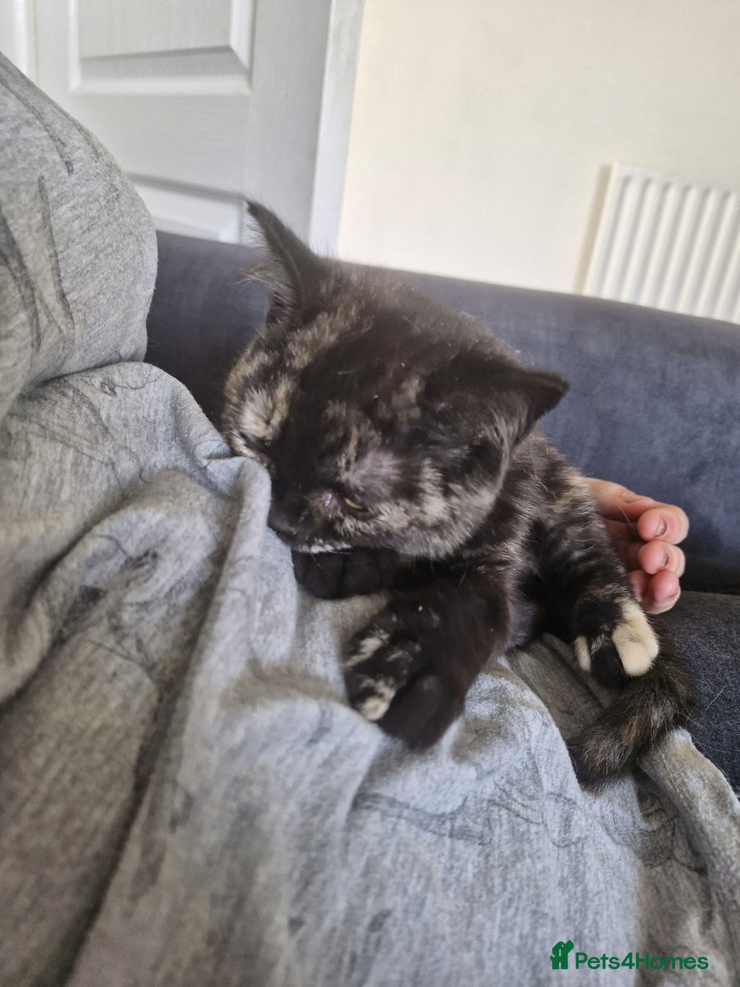 Selkirk Rex cats for sale: Pedigree Selkirk rex  kittens ready now  in Burnham-on-Sea - Image 14
