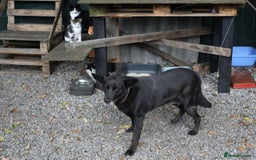 Mixed Breed dogs for adoption: 💖🐶 MARY 🐶💖 - Advert 12