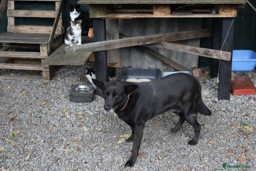 Mixed Breed dogs for adoption: 💖🐶 MARY 🐶💖 - Advert 12