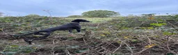 Lurcher dogs for sale: Lurcher pups from working parents - Advert 5