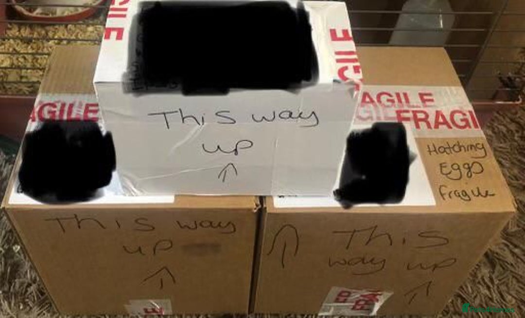 Quail poultry for sale: QUAILS EGGS/CHINESE PAINTED BUTTONS ! - Image 35