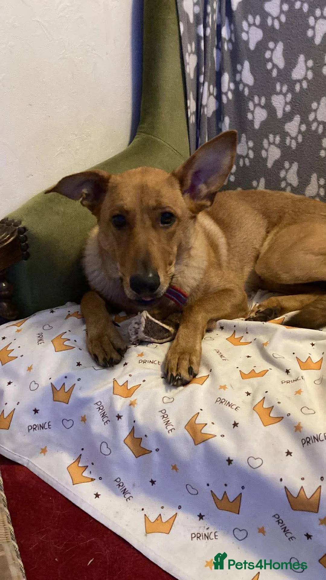 Mixed Breed dogs for sale: Beautiful Foxy 💙 in Havant - Advert 2