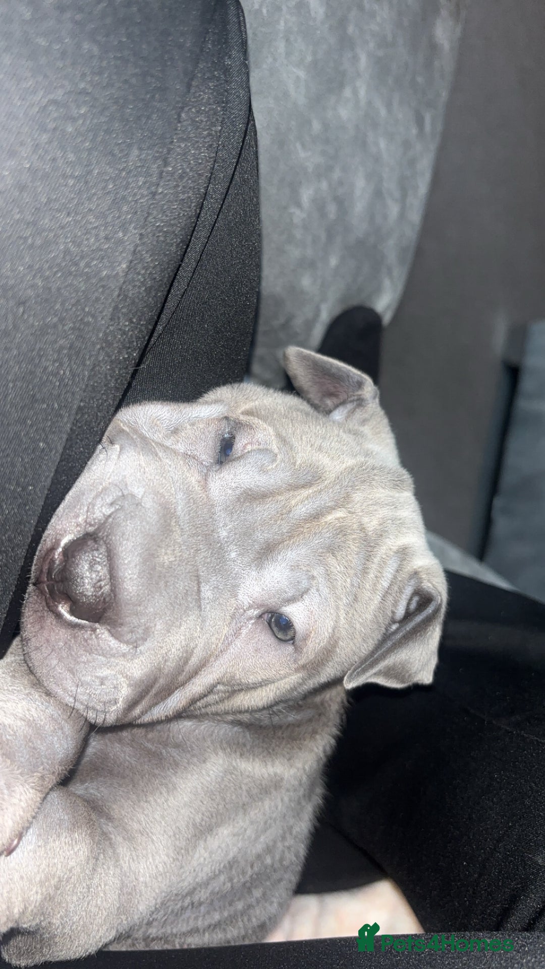 Shar Pei dogs for sale: Blue Shar pei girl - Advert 5