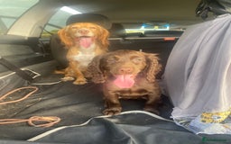 Cocker Spaniel dogs for sale: CRACKER - cocker pup for sale 🩷 in Leeds - Image 5