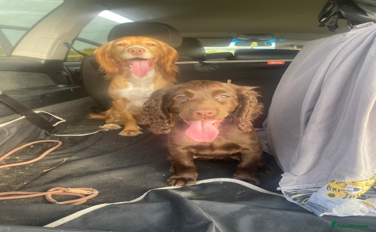 Cocker Spaniel dogs in Leeds - Advert 2
