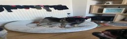 Pug dogs for stud: KC reg Black & Tan Pug for Stud  - Advert 4